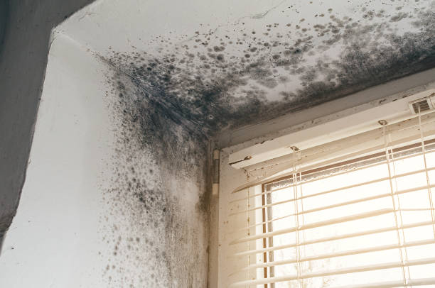 Affordable Crawl Space Mold Removal solutions in Franklin, KY